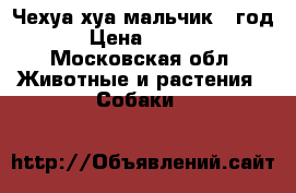 Чехуа хуа мальчик 1 год  › Цена ­ 8 000 - Московская обл. Животные и растения » Собаки   